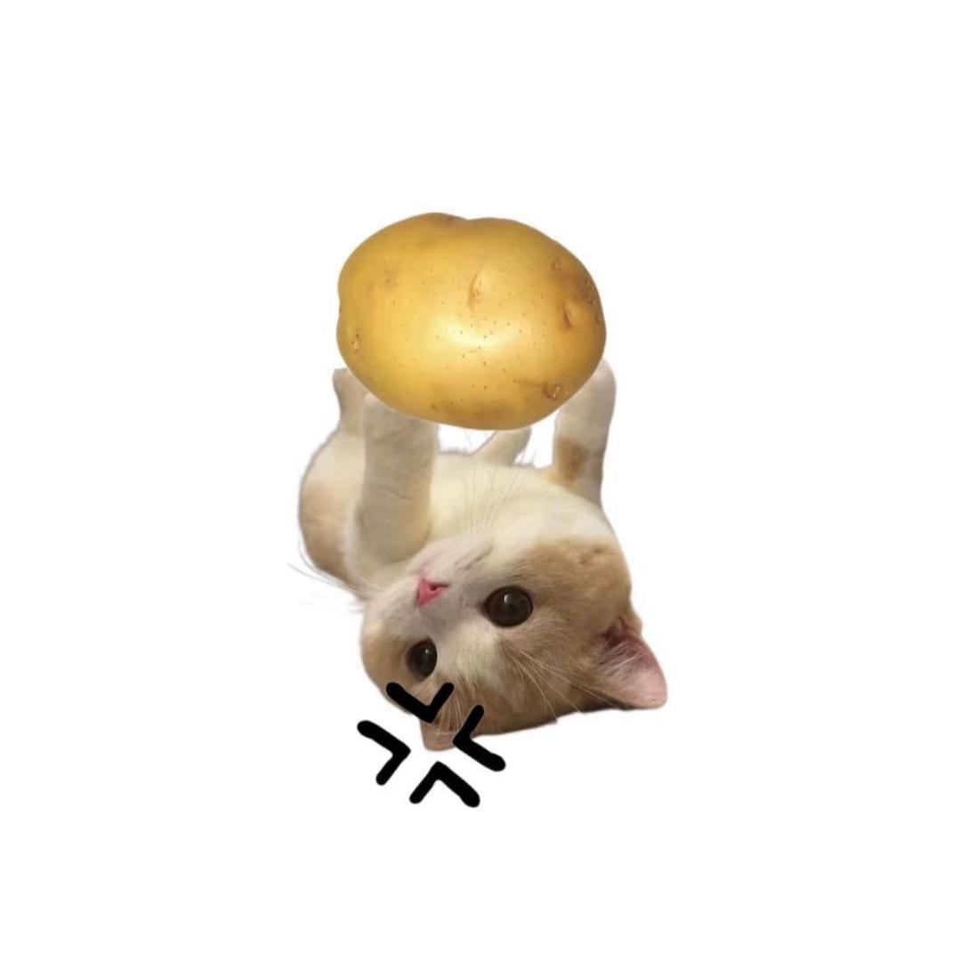甜心月半猫