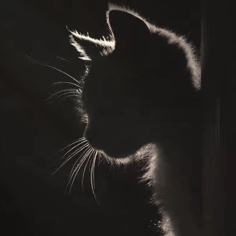 🎖️一只鱼★🏍️