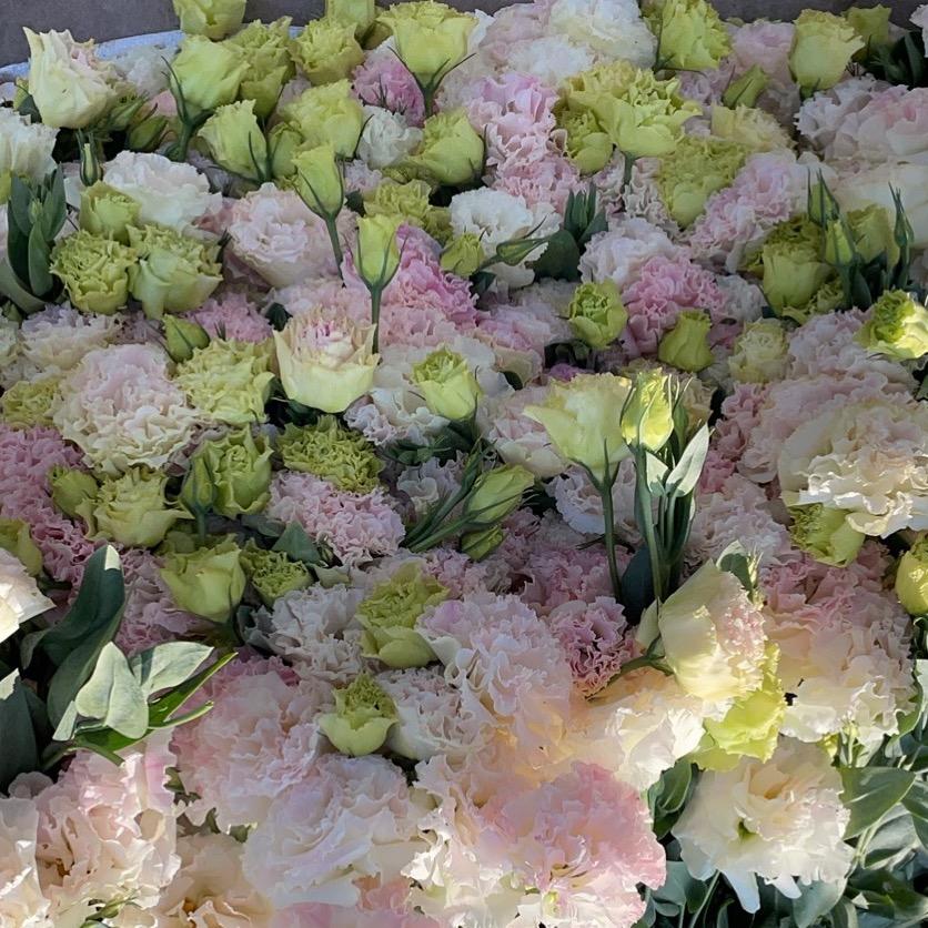 花钰程(9月20号直播四周年宠粉福利)