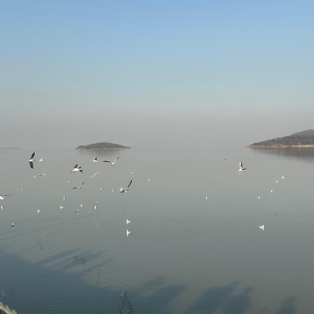 小志幸选斗嘴鹌鹑