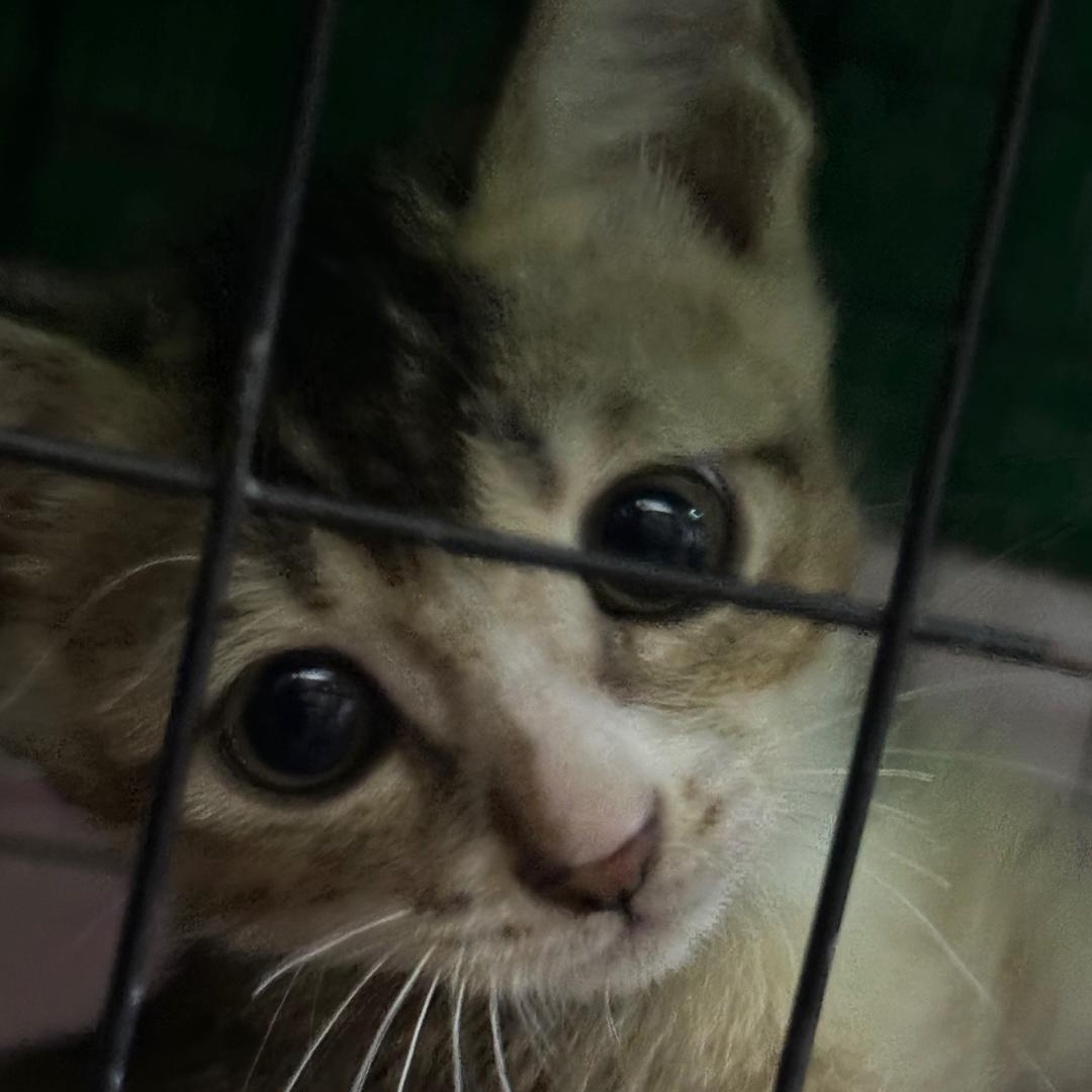 番茄炒蛋壳