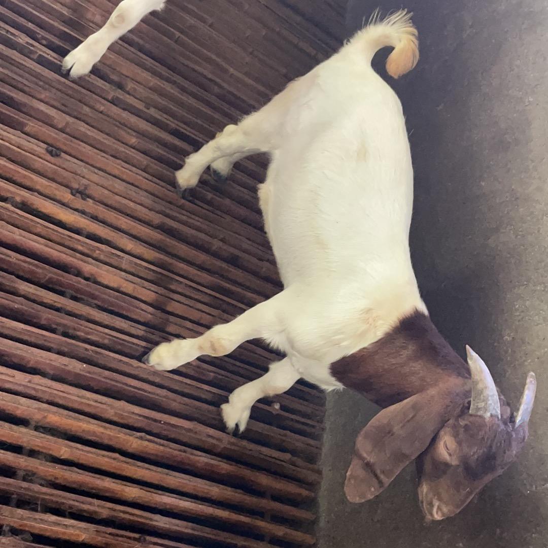 养羊小谢