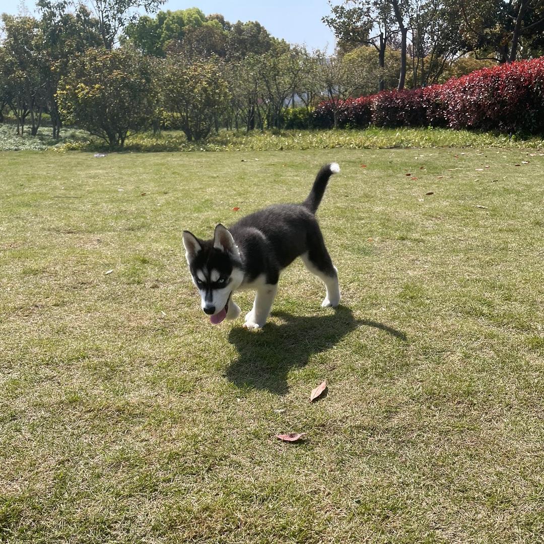 我有一只哈士奇