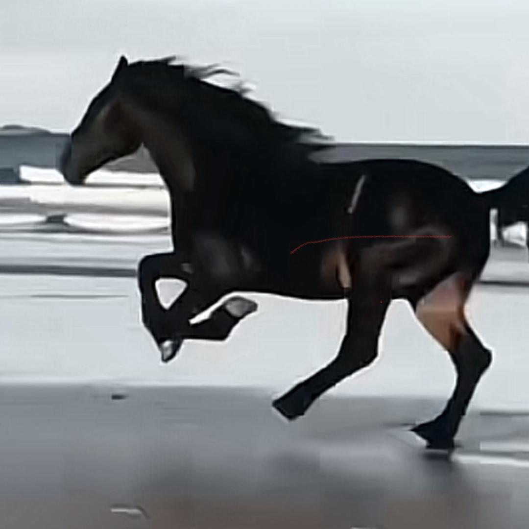 丰树峰哥