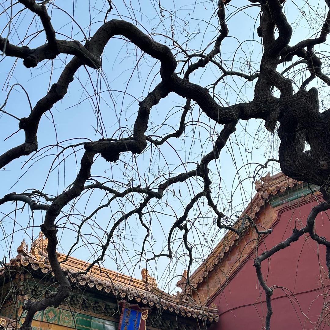 采菊东篱下