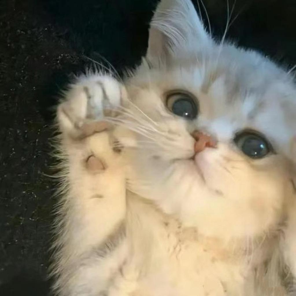 猫meme小爪爪