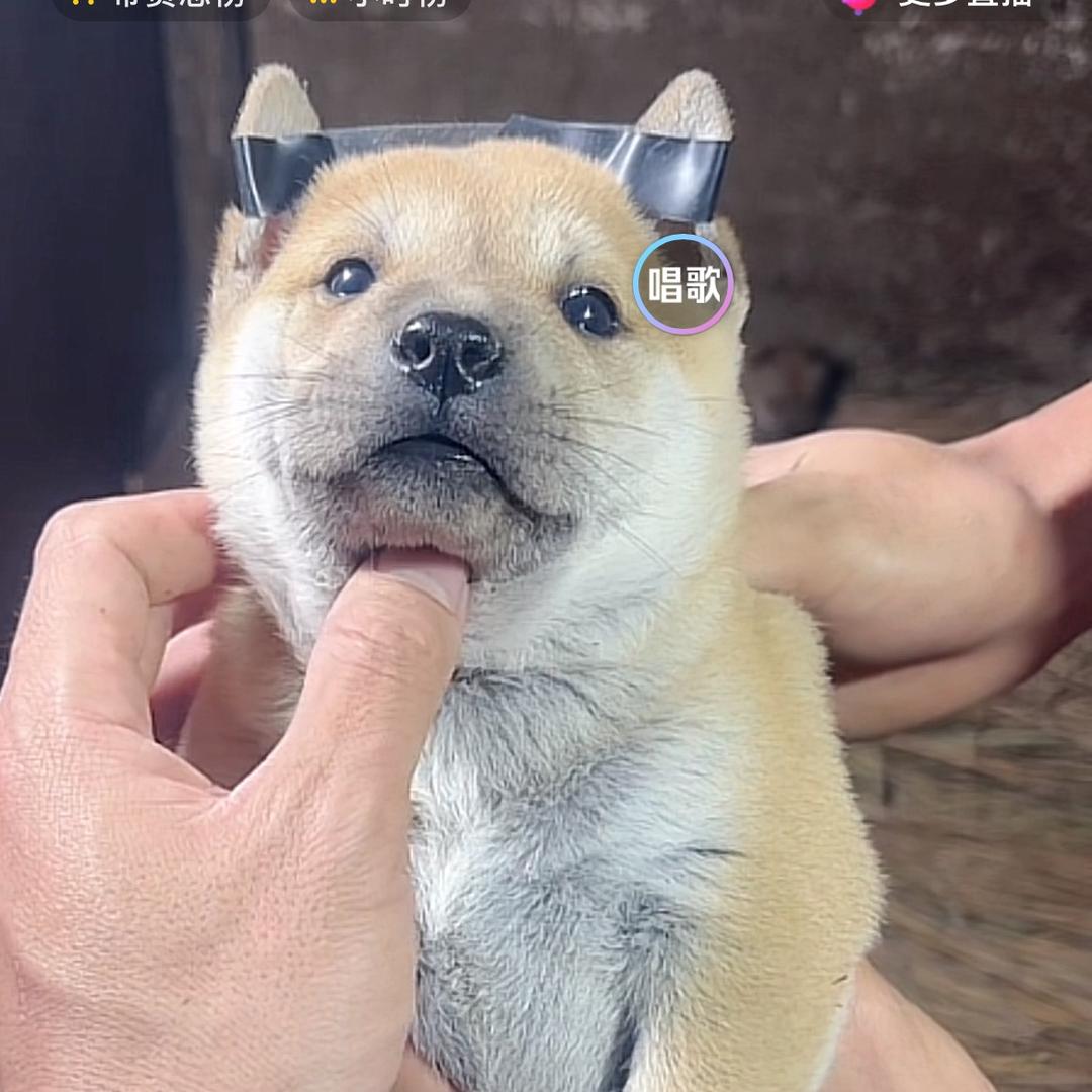 严选中华田园犬1
