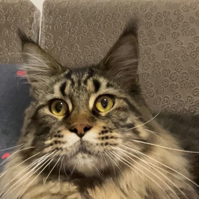 Old six是只猫