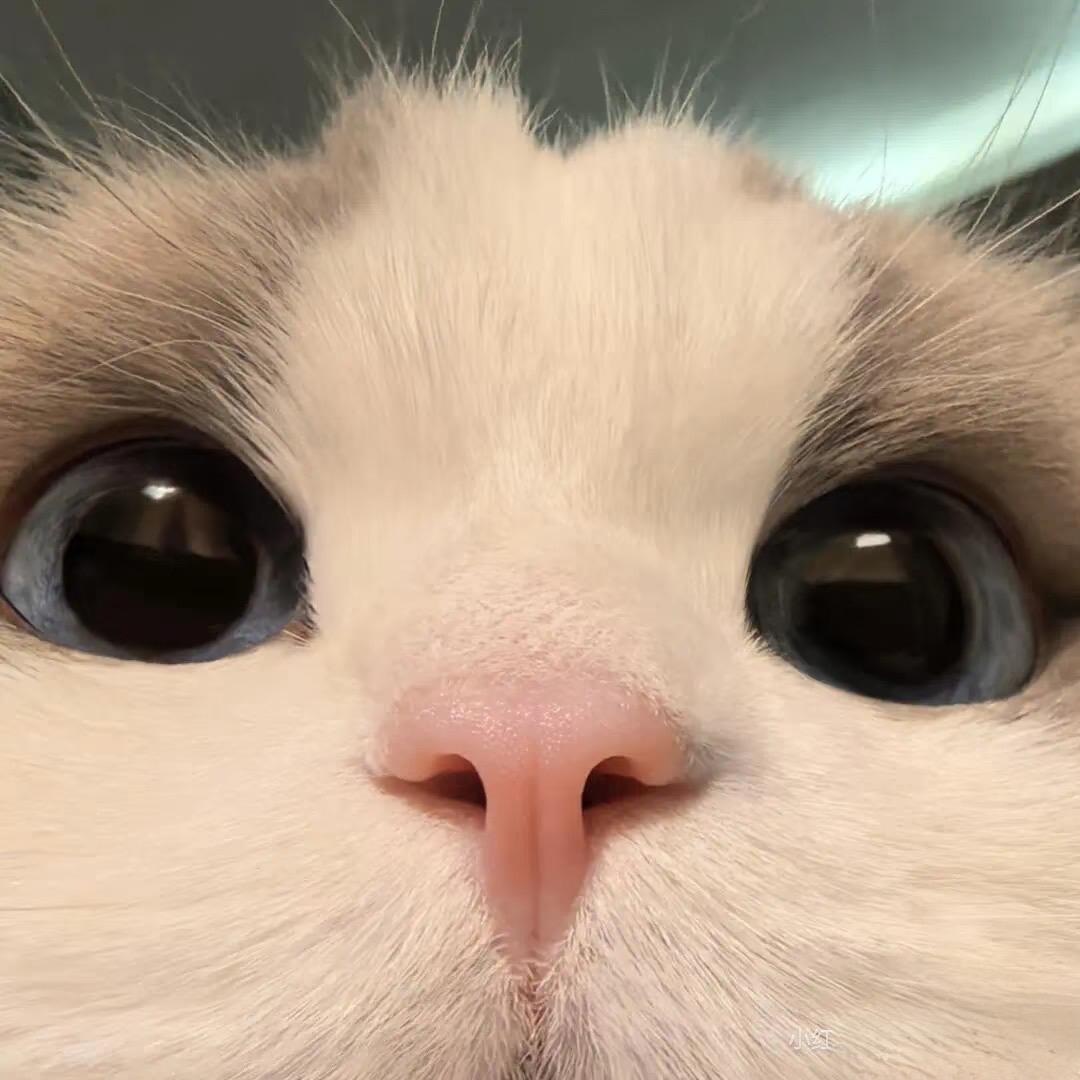 LiLi