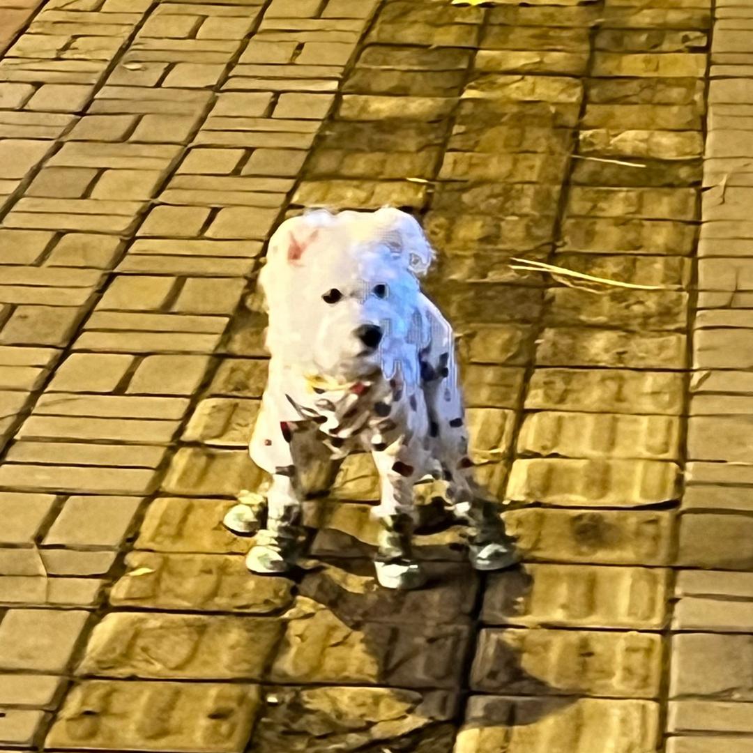 就叫个乐乐吧👾