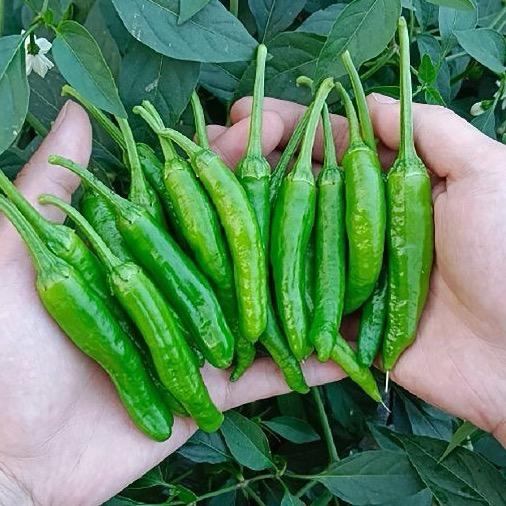 正宗樟树小辣椒