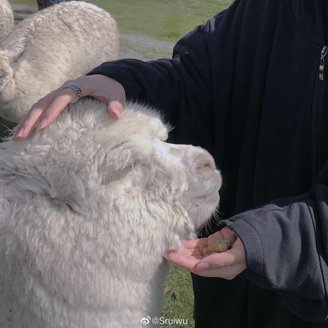 𝐿𝑖𝑛𝑛𝑛𝑛