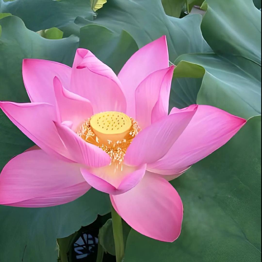 感恩回馈宠粉 ～晟世