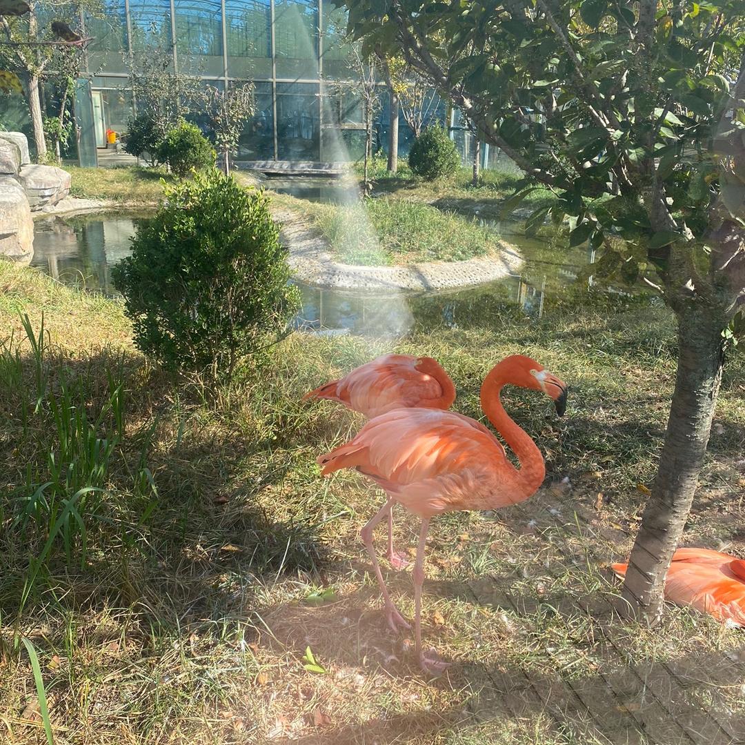 梦回