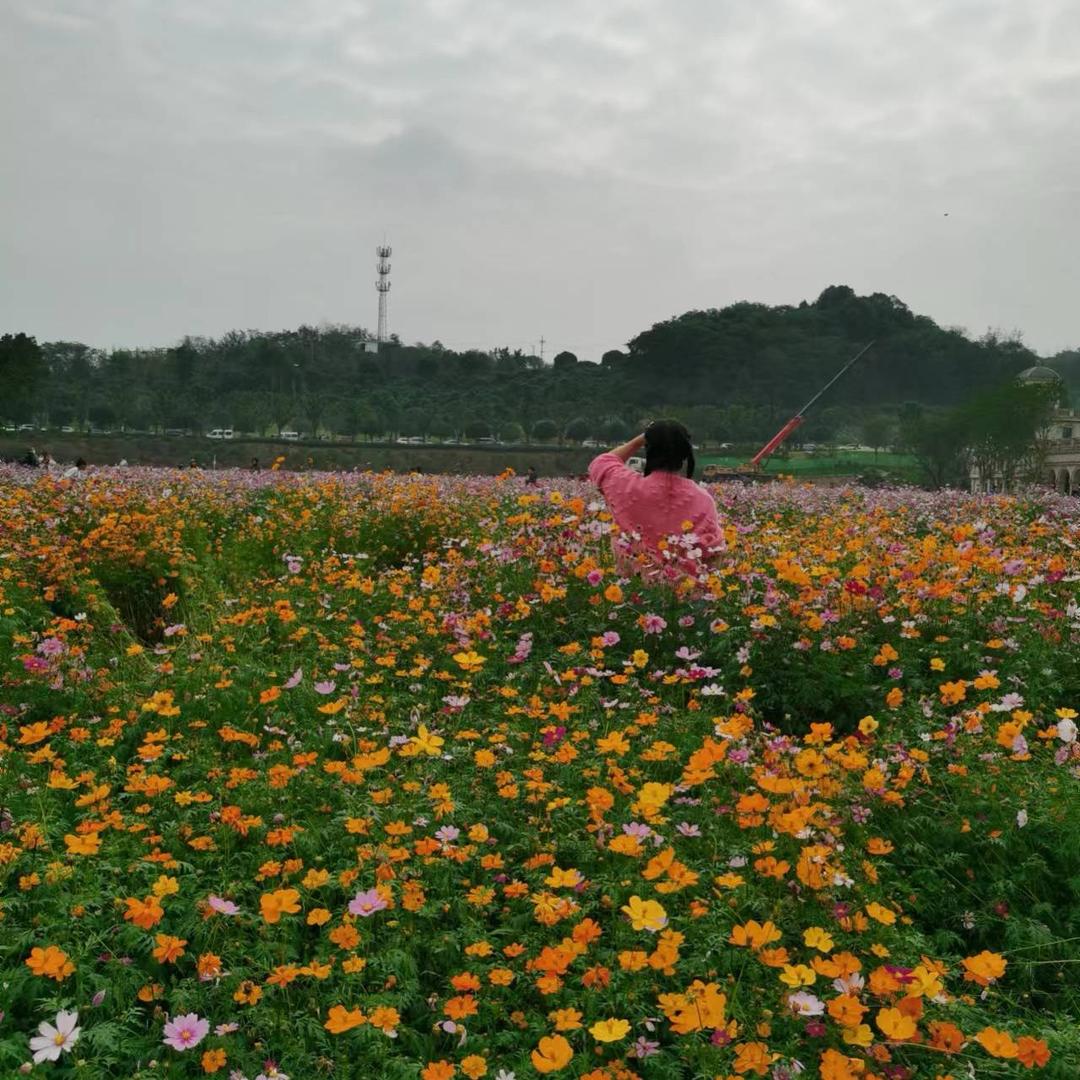 杨枝甘露