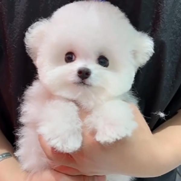 伴侣萌宠
