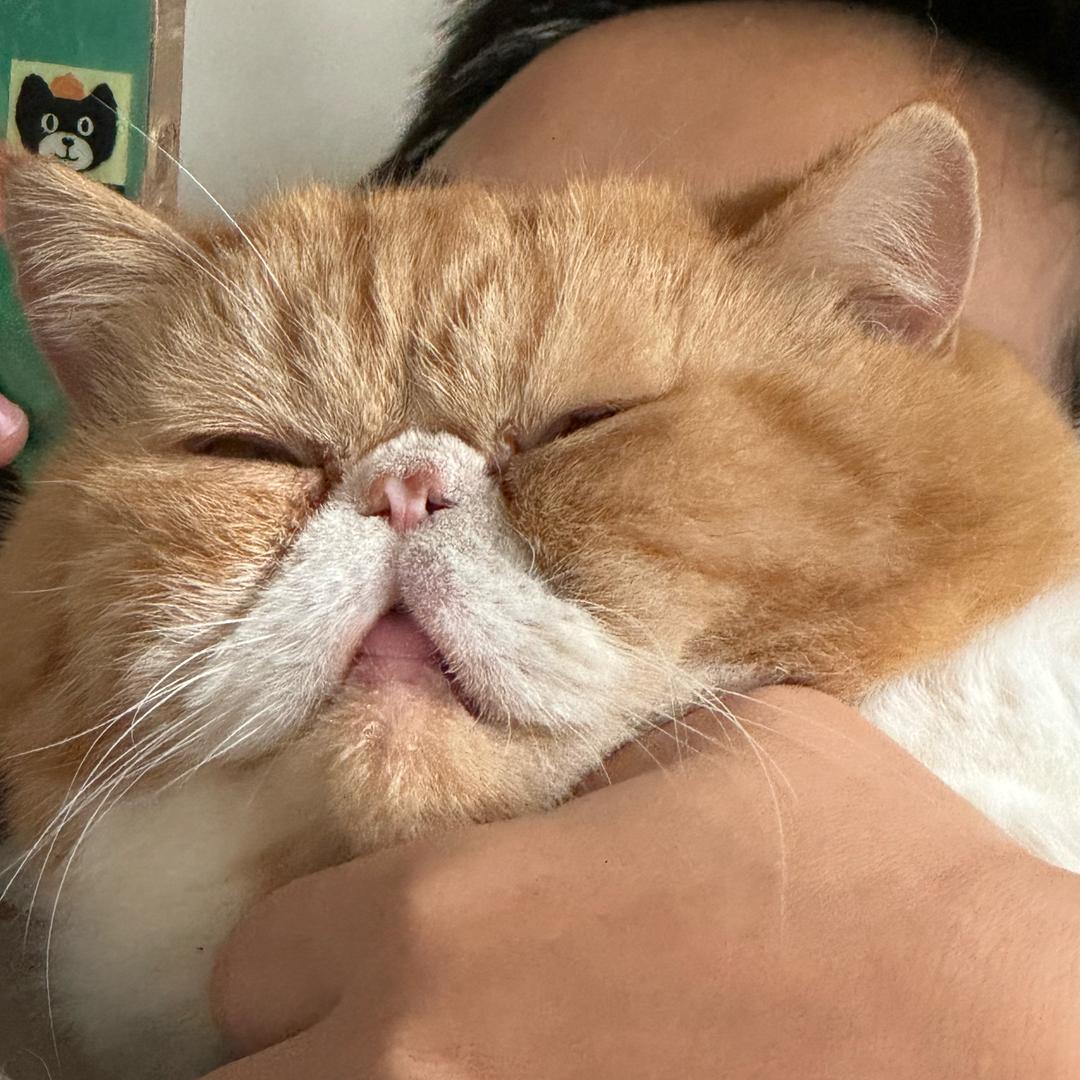 蘑菇紫啧