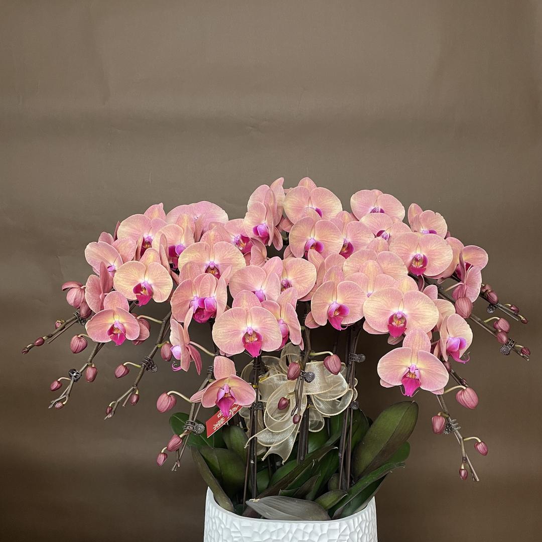黛仙花卉