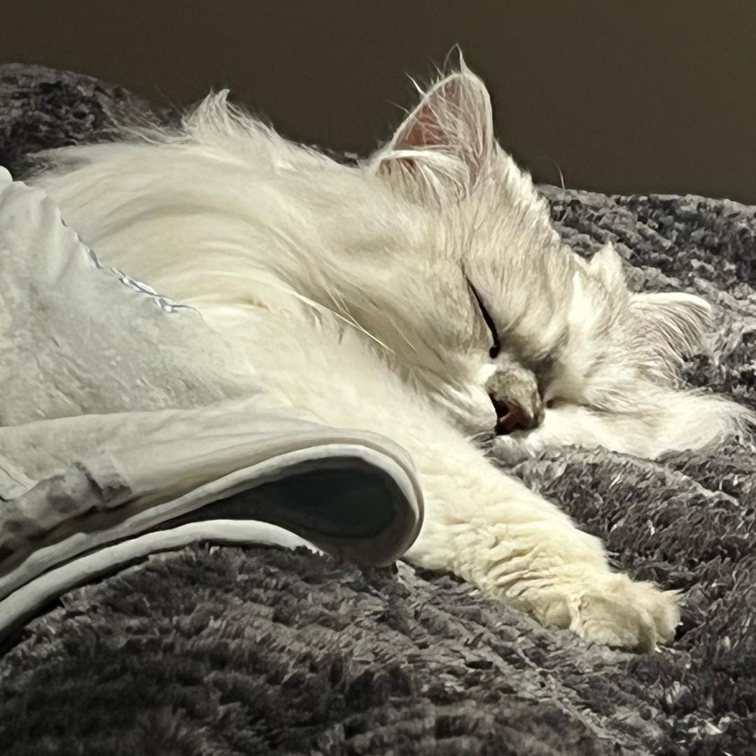 一天睡25小时💤