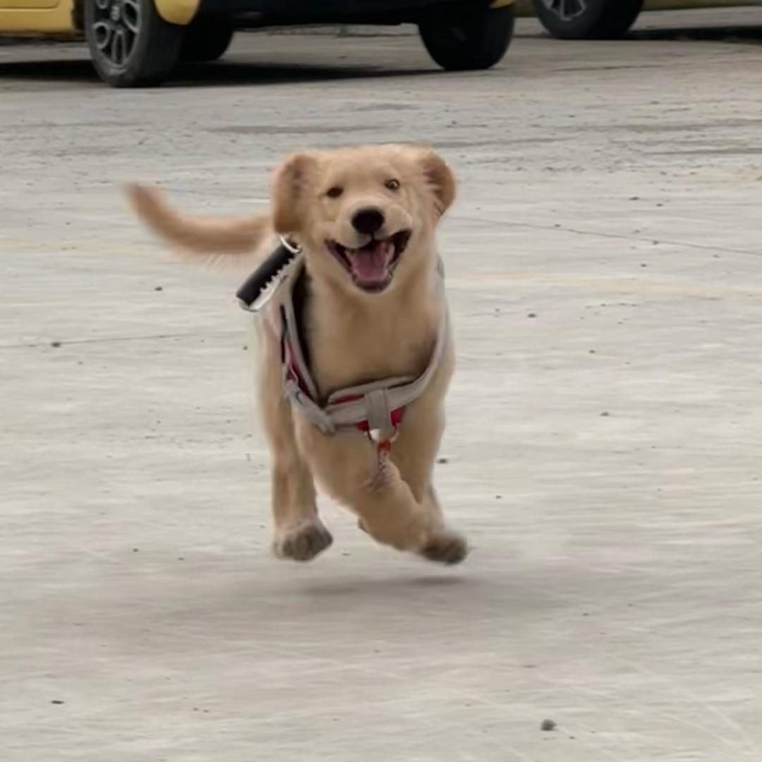 七七的小狗日记🐾