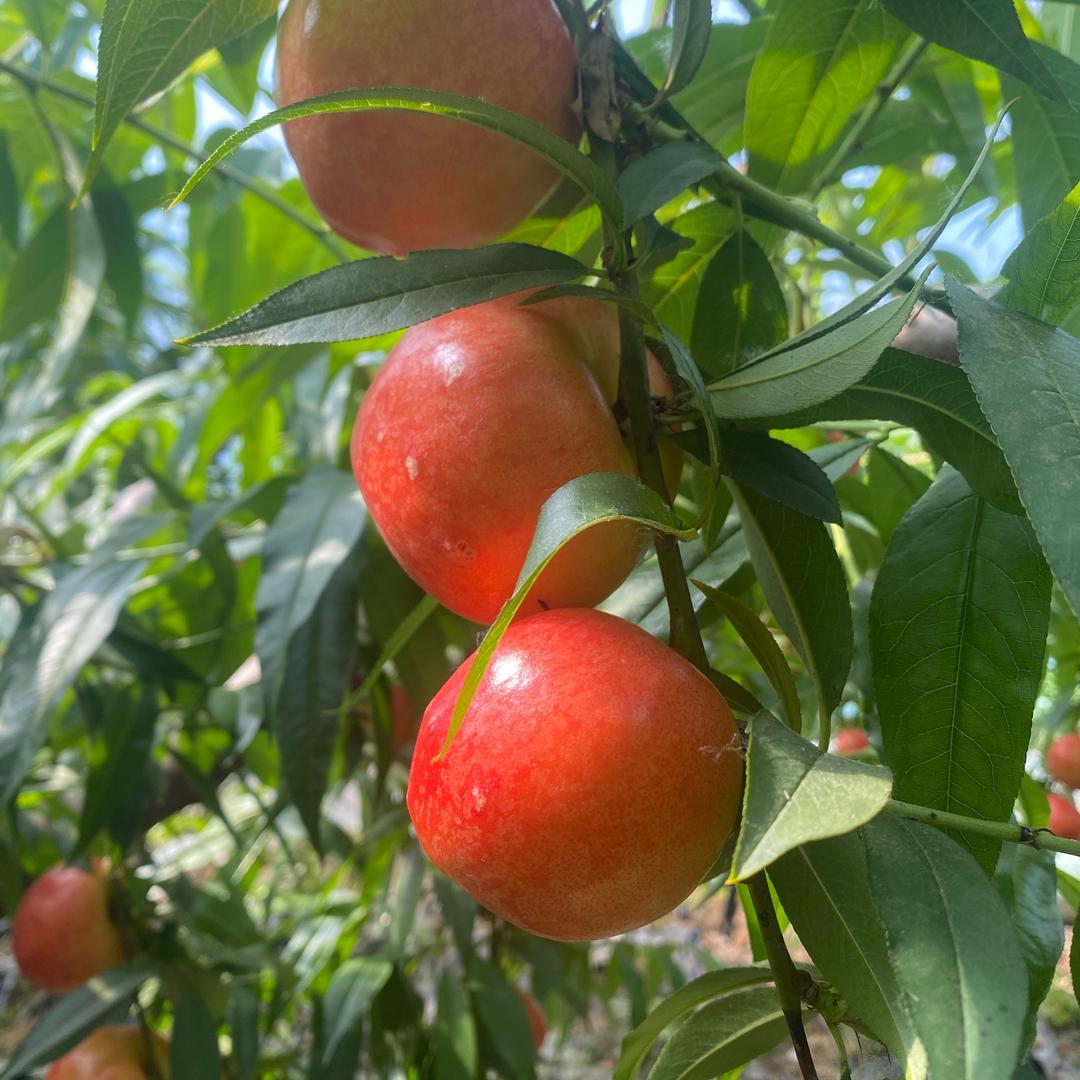 果然🍑不凡