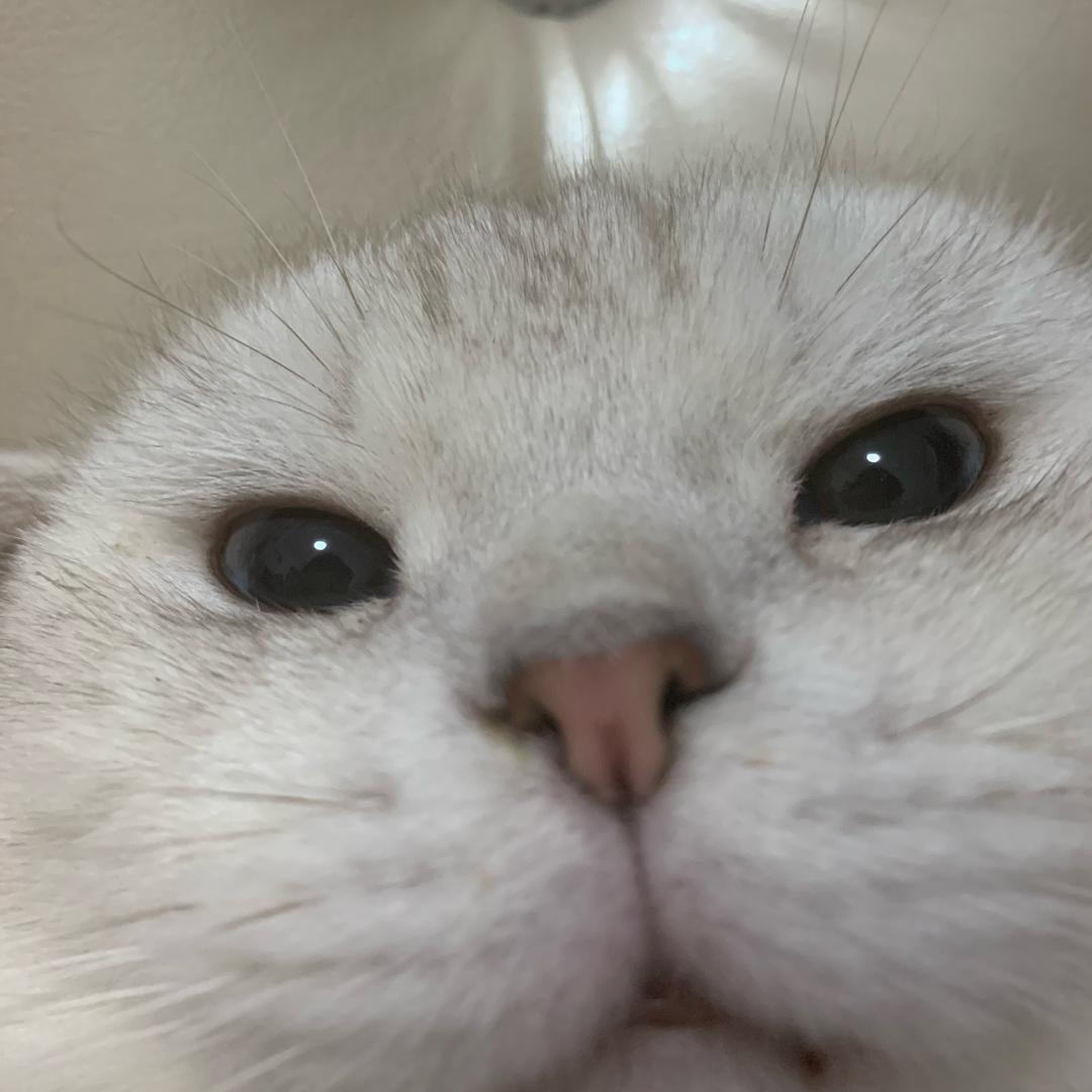 黑巧不加糖