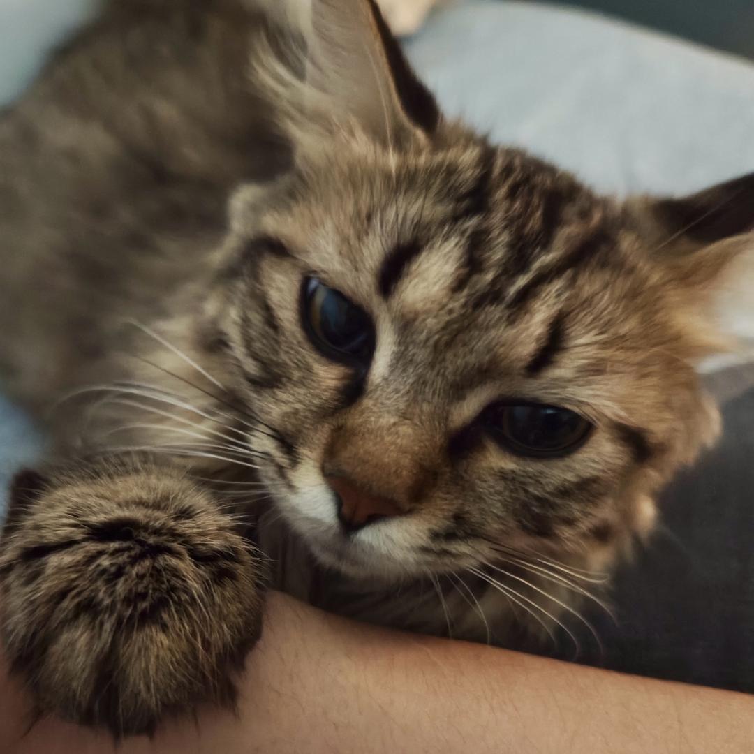 捡了一窝葫芦娃