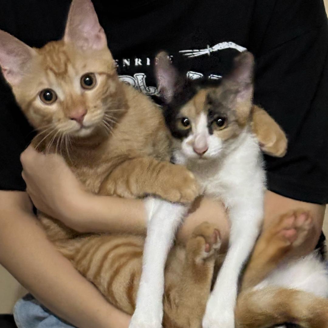 家有端午和小花