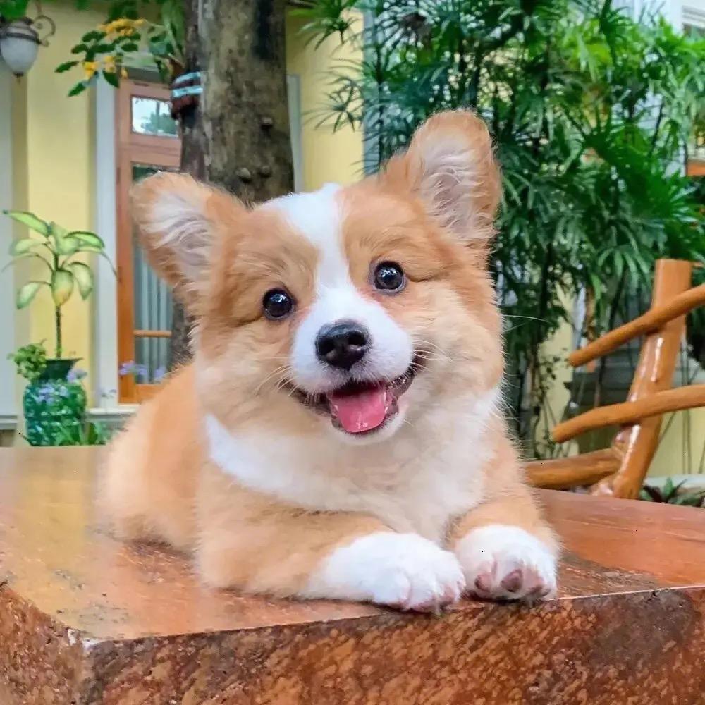 梅梅