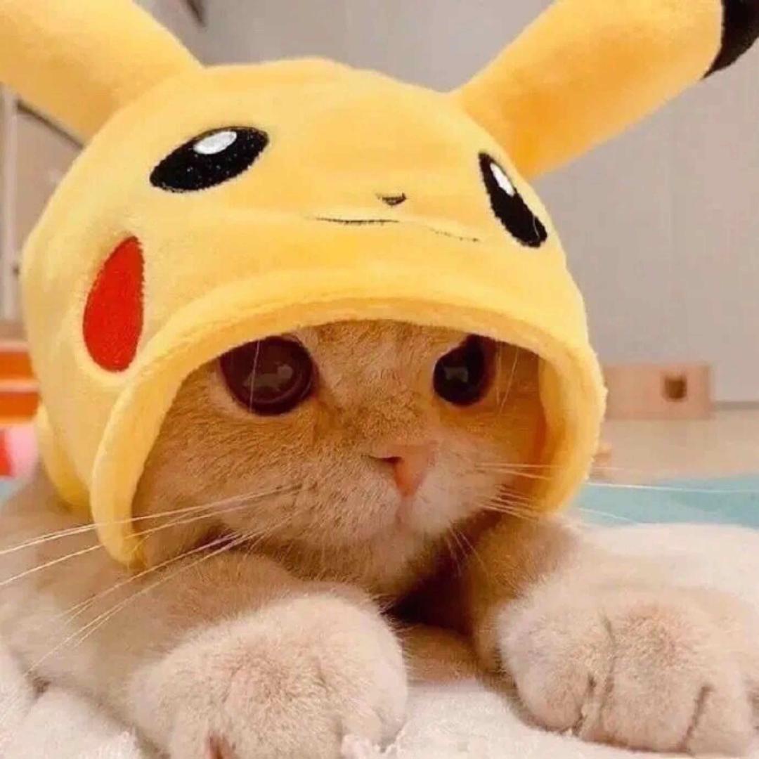毅只猫