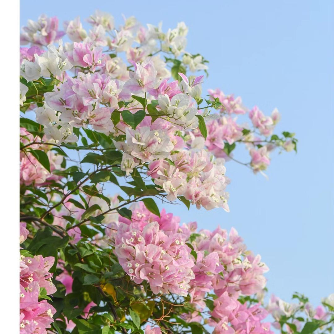 乐其三角梅花卉