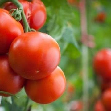 华垦农资专营店