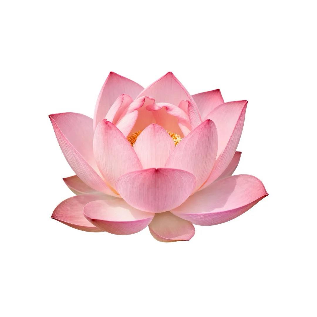 开心油麦菜🏖️