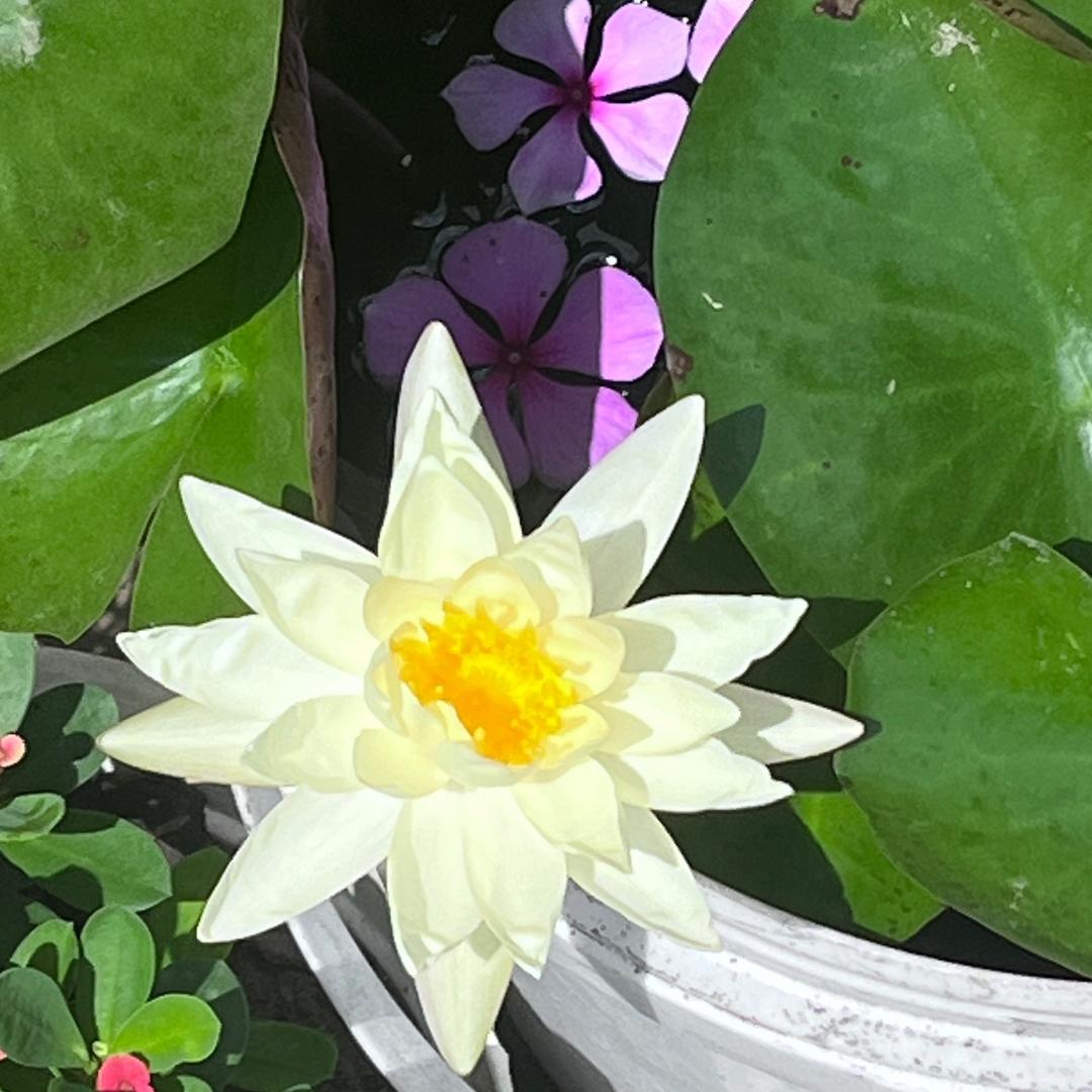 花开富贵    🌸  🌸