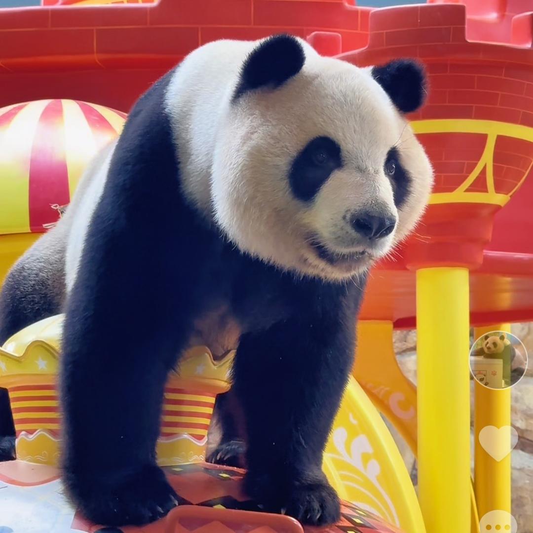 🌈快乐肥宅水🐼