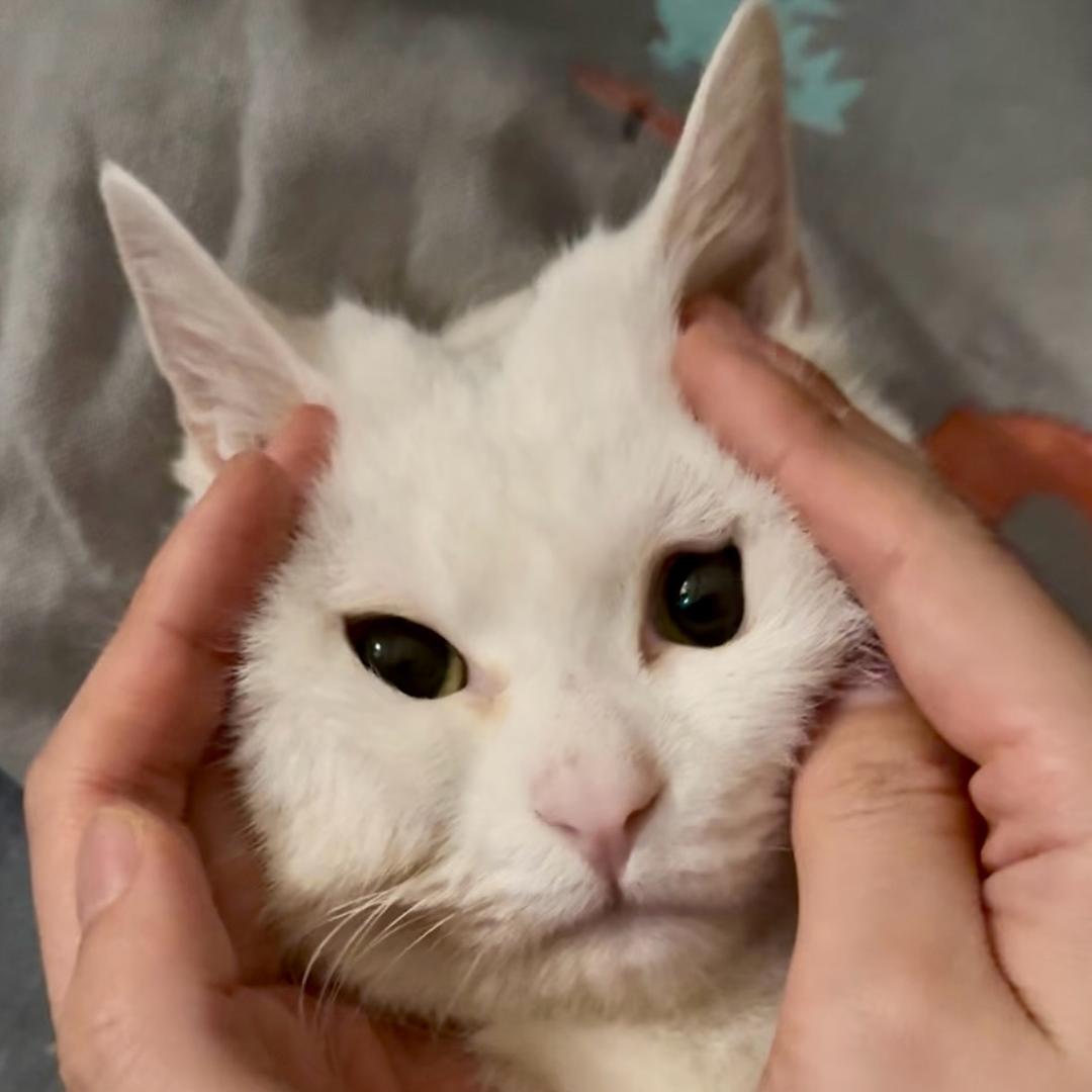 小鸭与牛牛