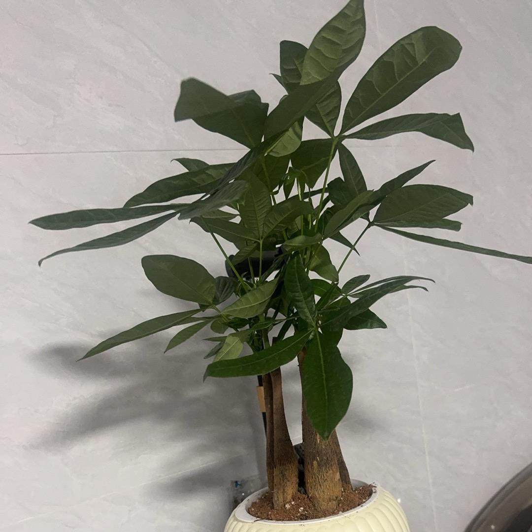 发财树