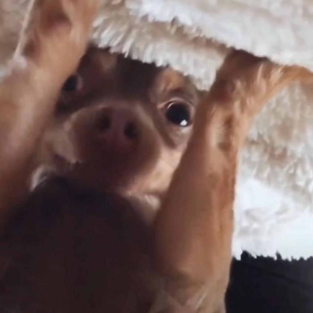 狗蛋蛋蛋.