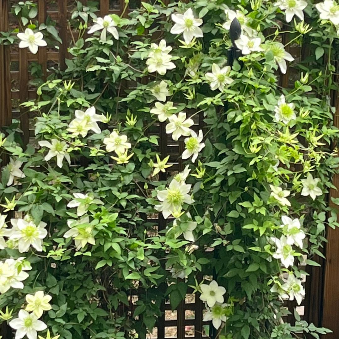 明孝明