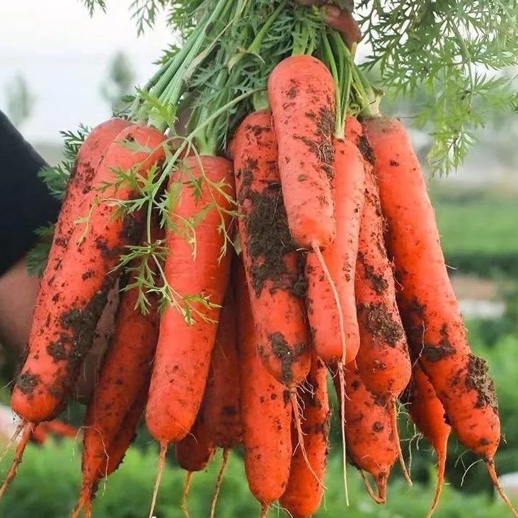 大荔水果红萝卜🥕