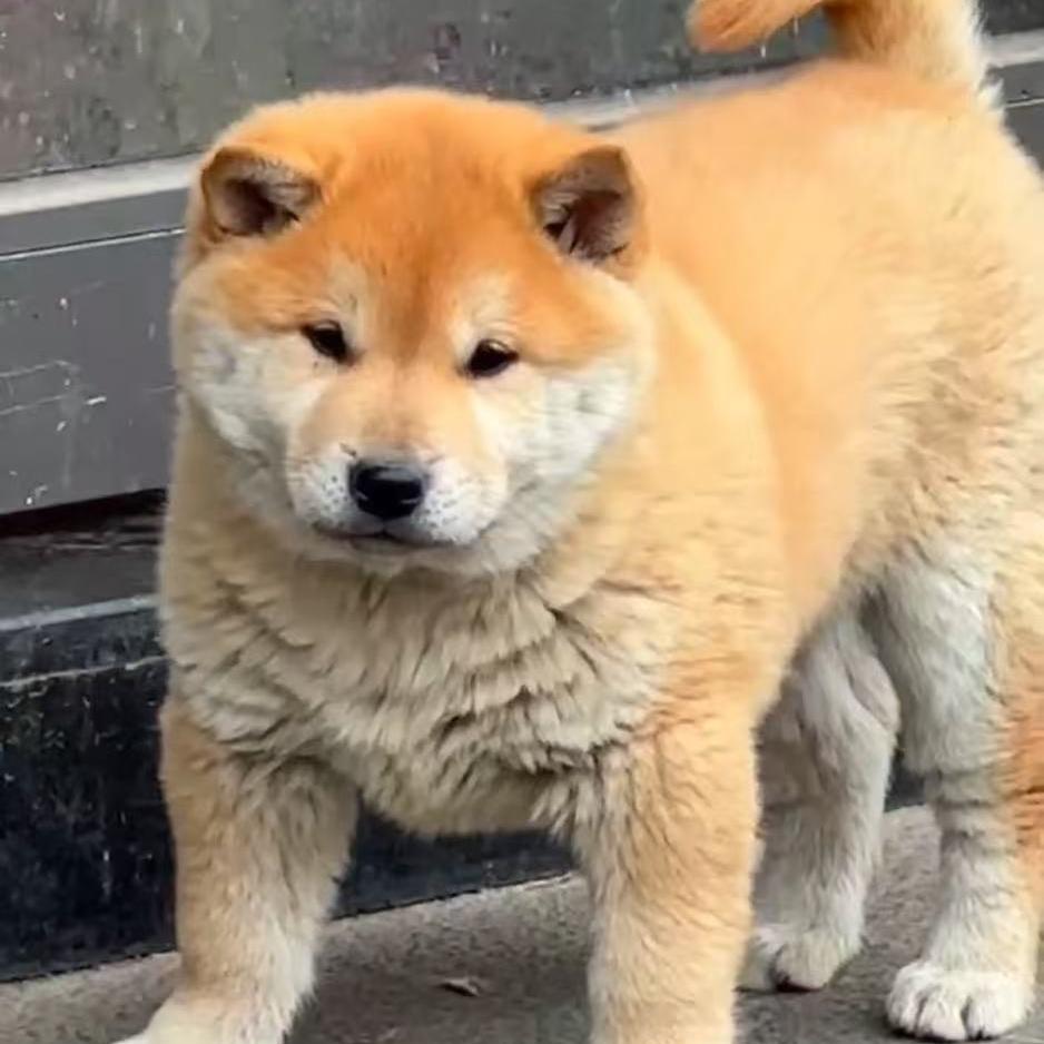 廷铭宠物乐园宠物