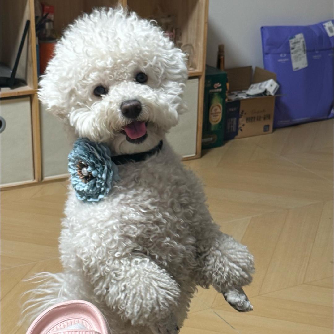 萌宠才艺球球🐶✨