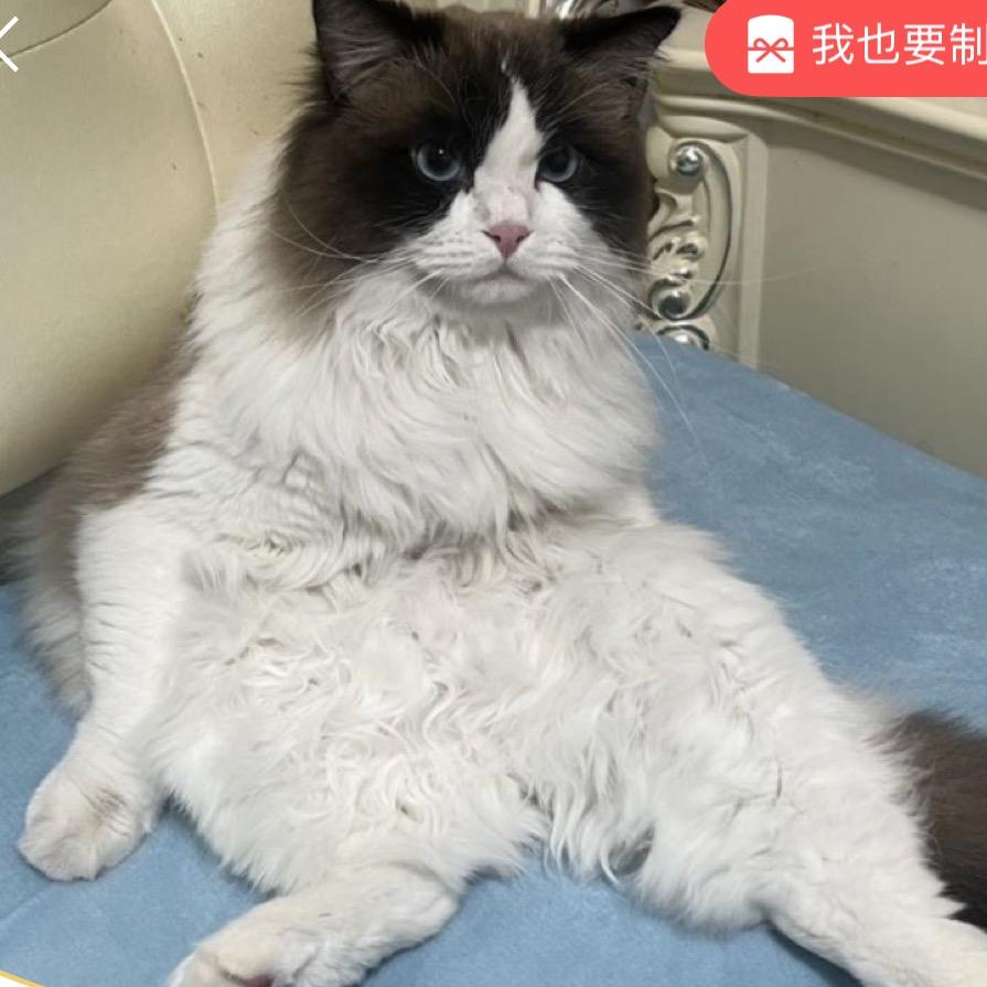 我是一个小苹果