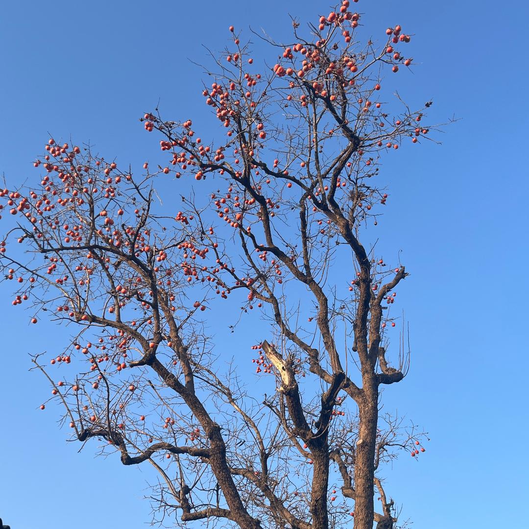 苒苒好咔分享（涨粉版）