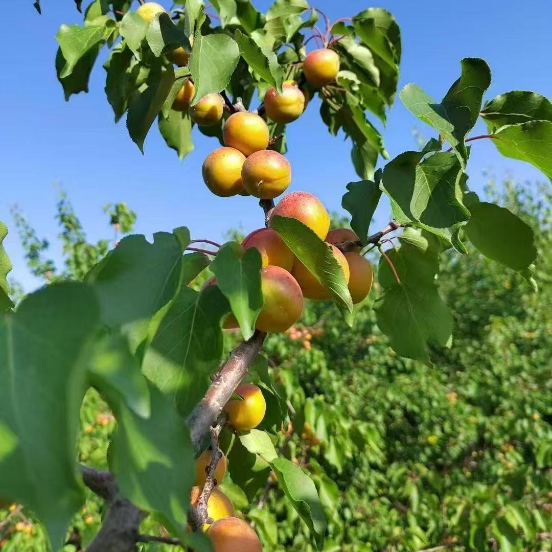 新疆渝果园农产品