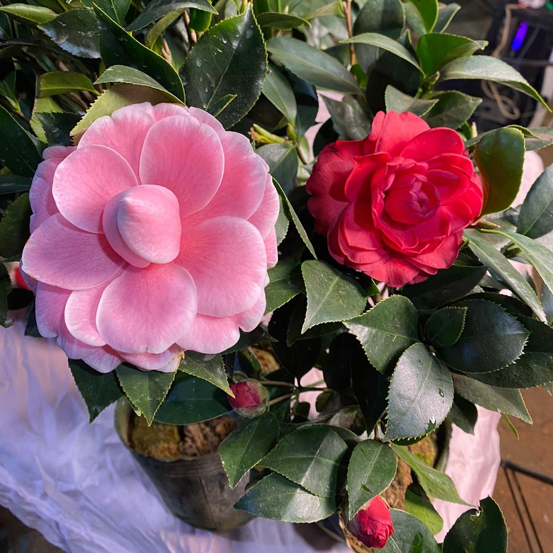 花铃