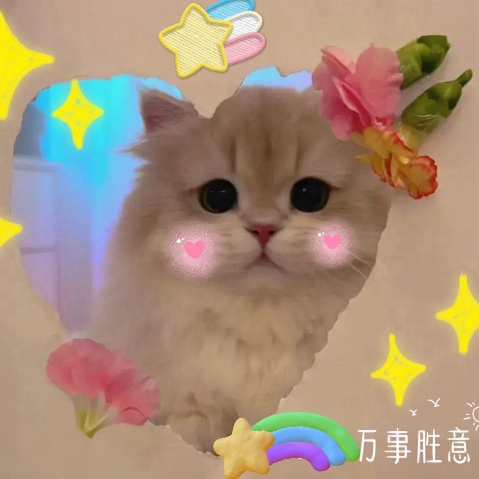 拾壹🐱