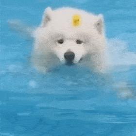 小布忍则卖大萌 ㎜㎜°