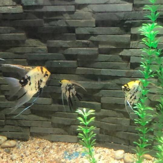 逆流的鱼🐠