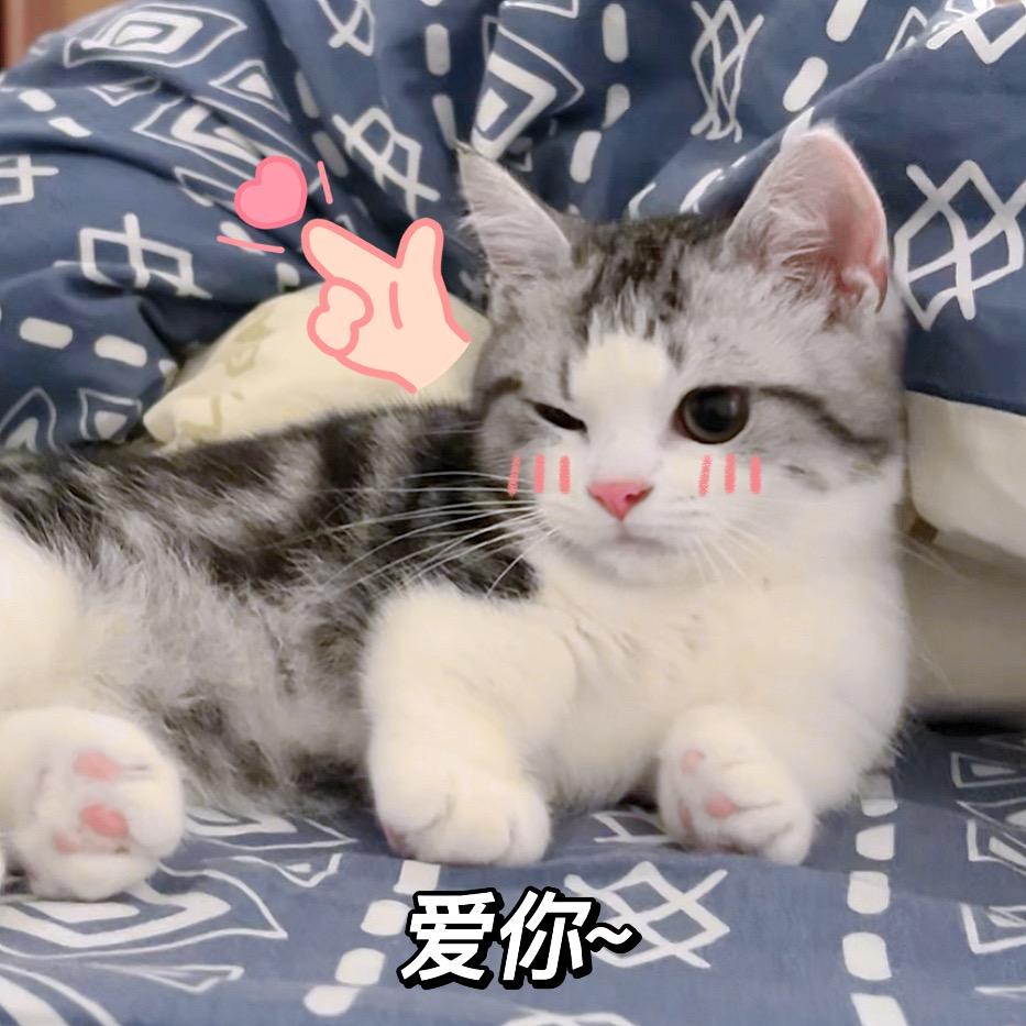 小紫菜菜